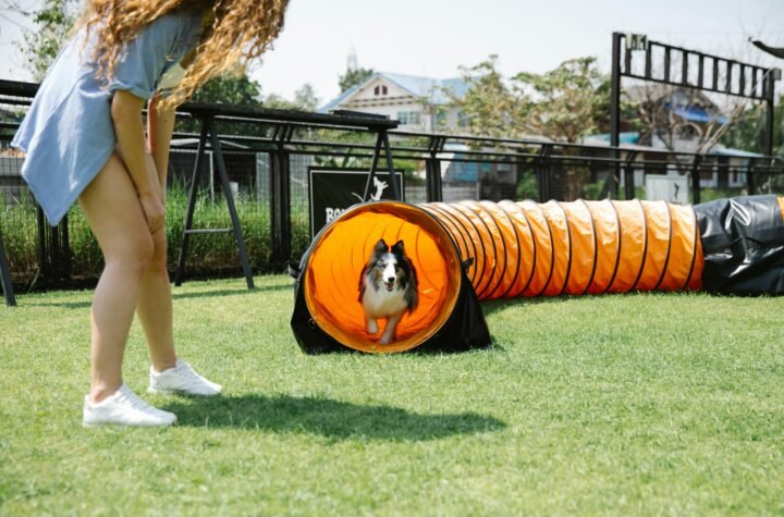 Izrada web stranice za agility klub